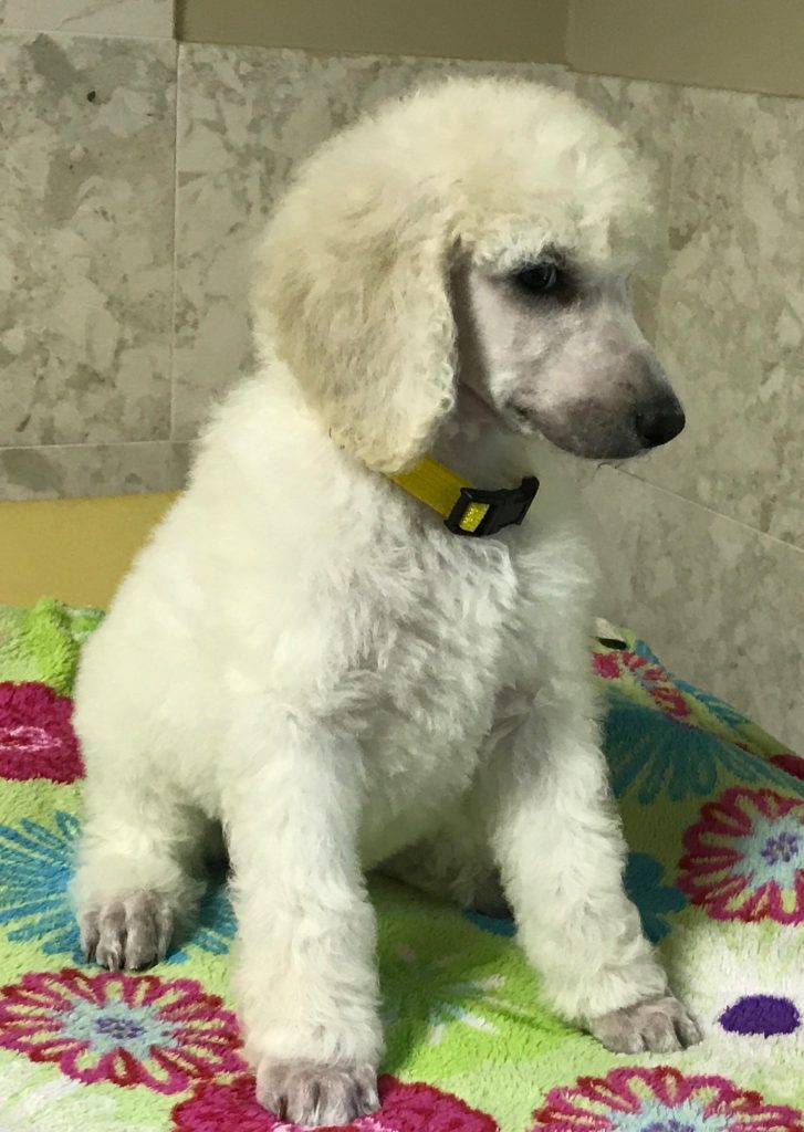 white standard poodle
