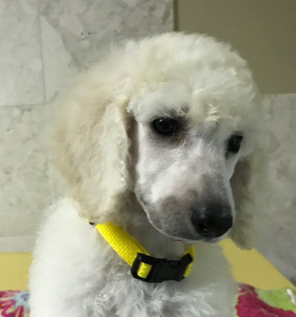white standard poodle