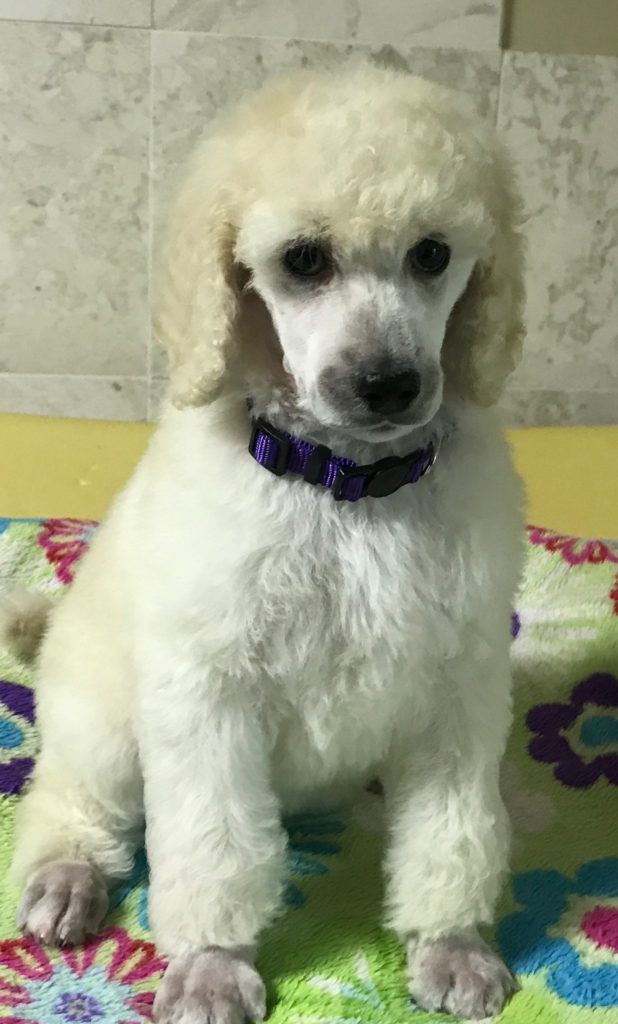 white standard poodle