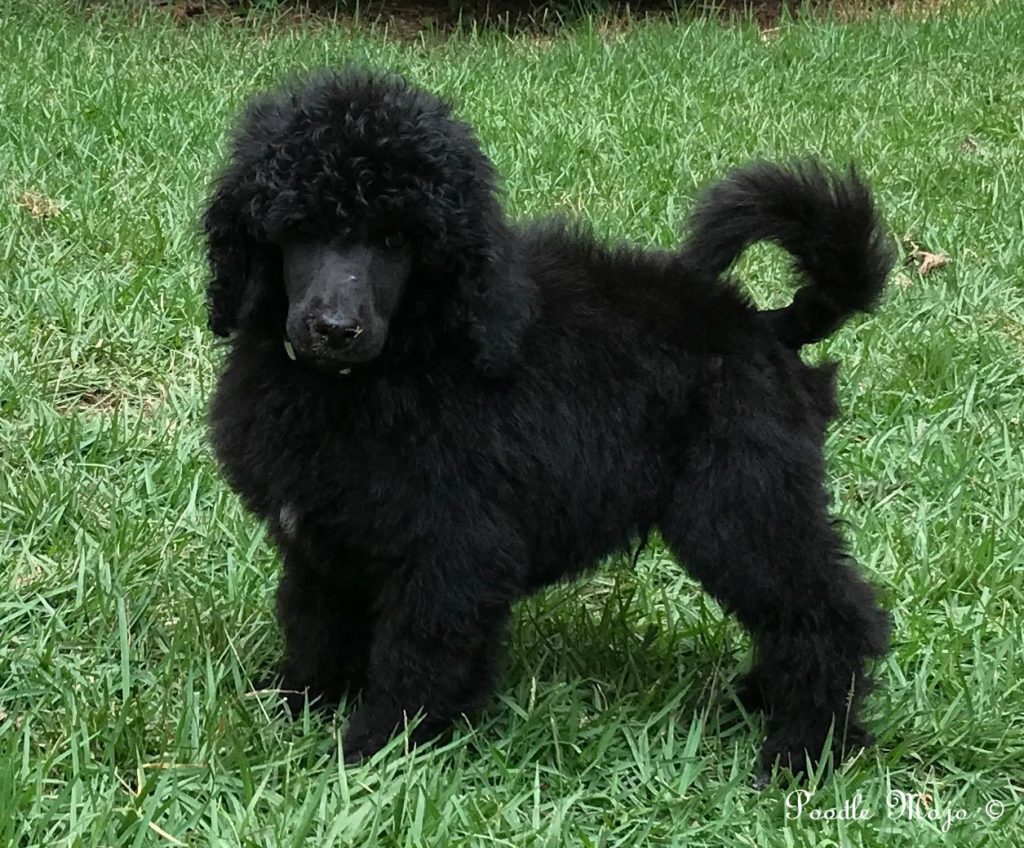 black standard poodle