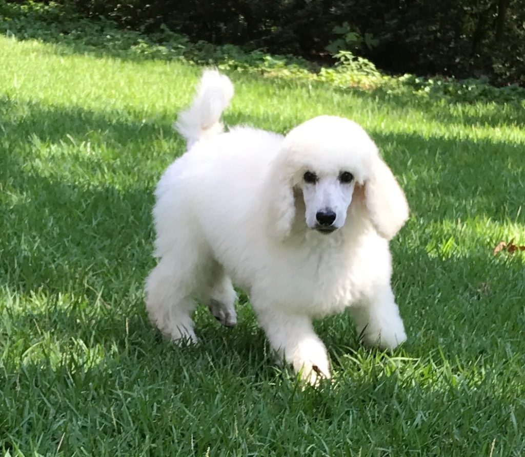 white standard poodle