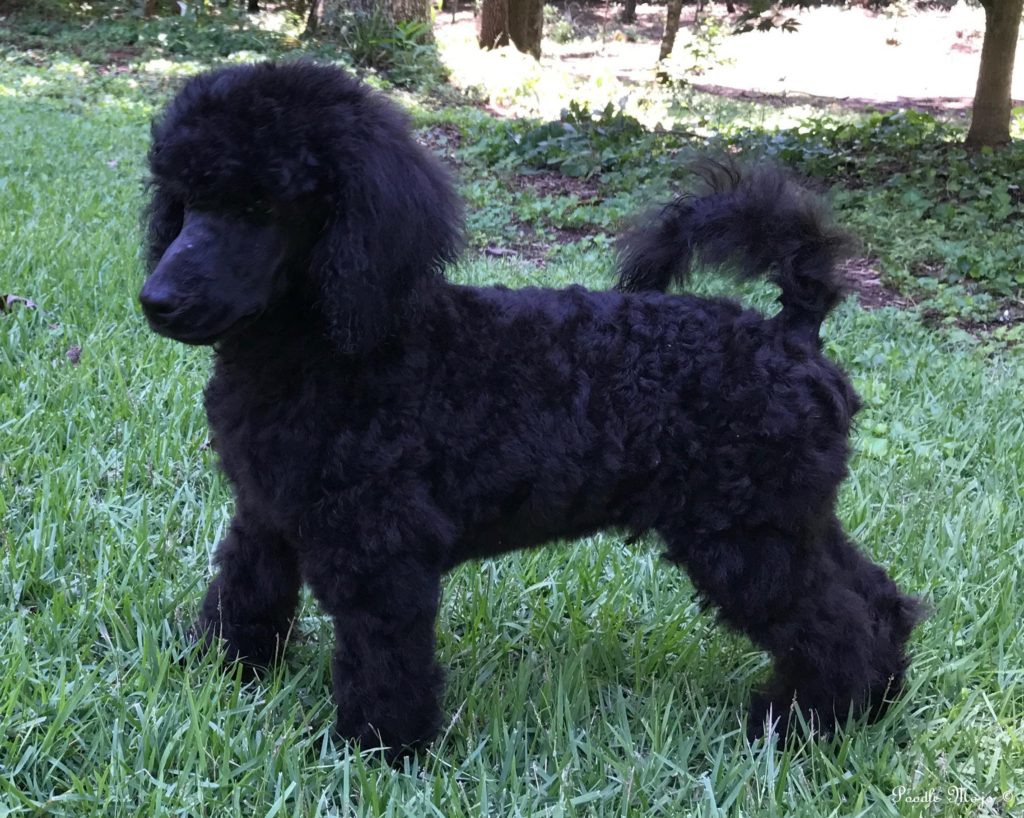 poodle puppy