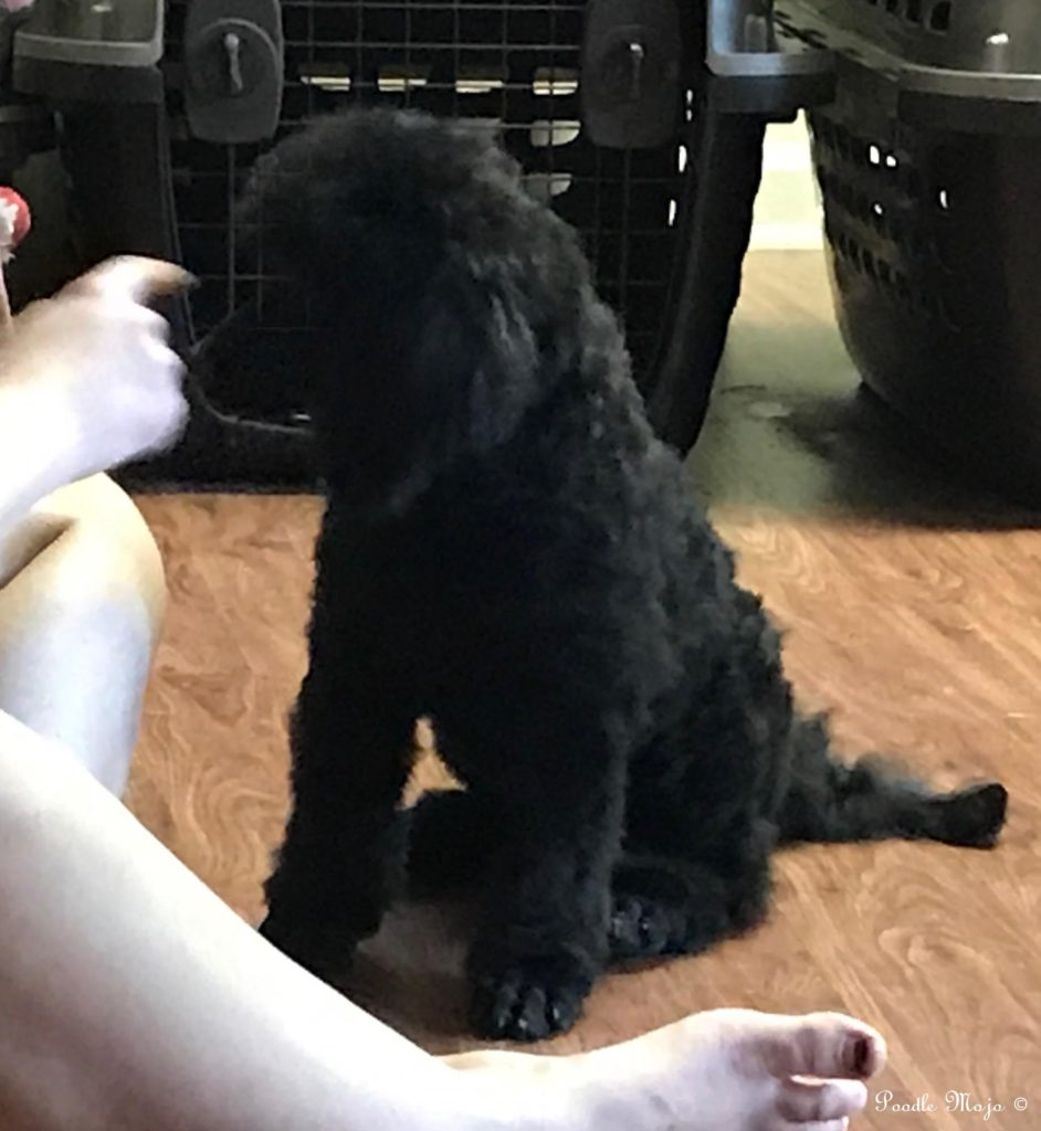 trained poodle puppy