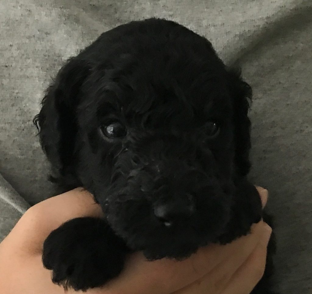 black standard poodle puppy