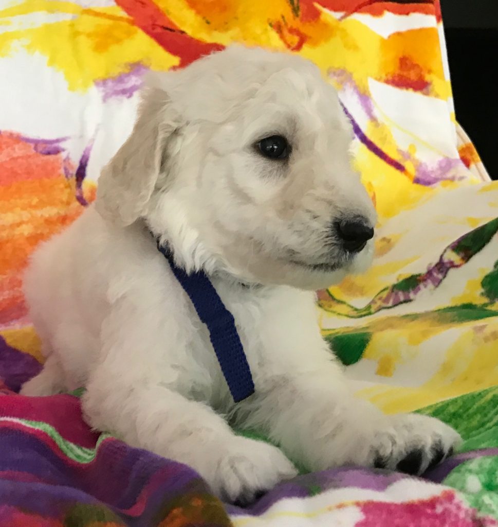White Standard Poodle