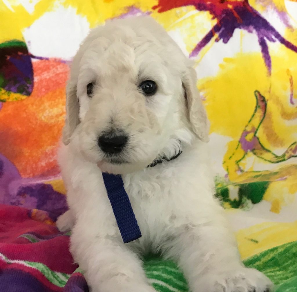 White Standard Poodle