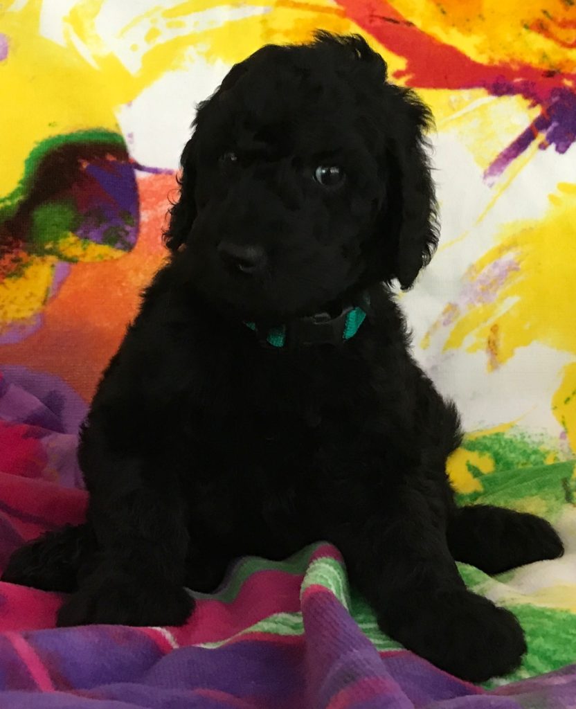 Black Standard Poodle