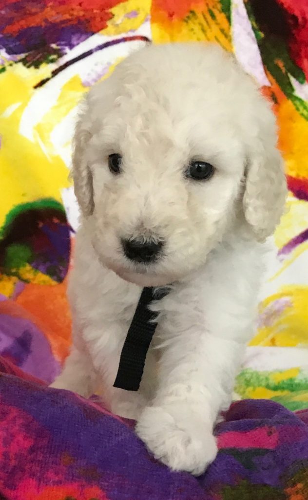 White Standard Poodle