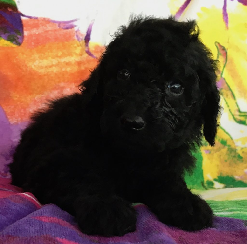 Black Standard Poodle