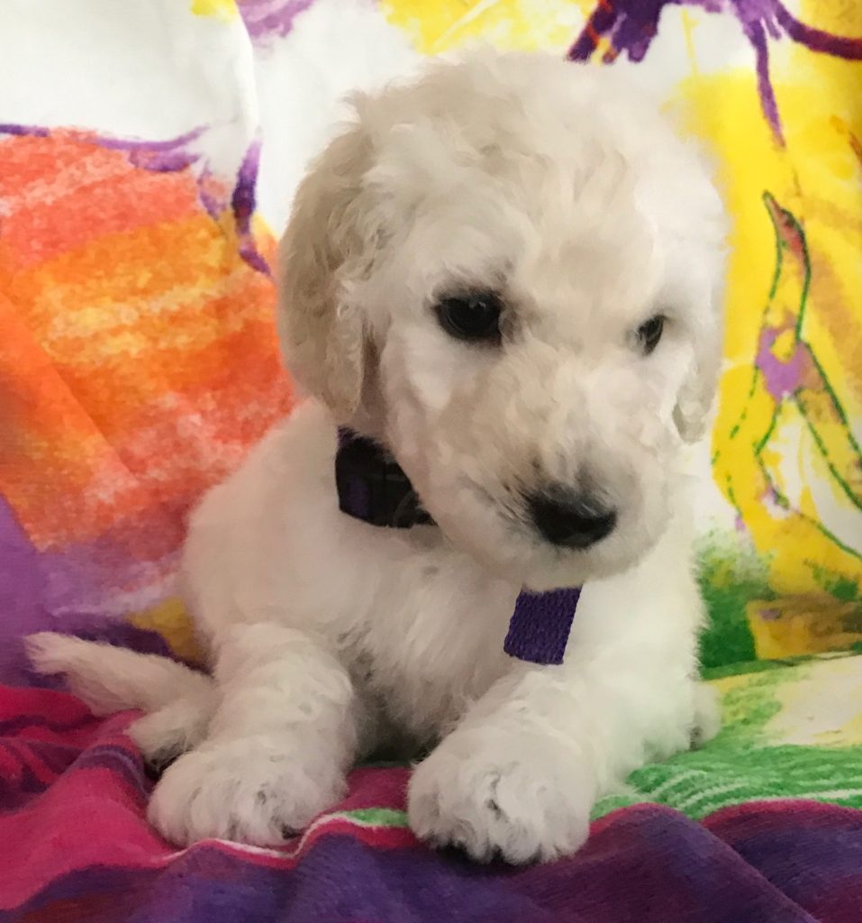 White Standard Poodle
