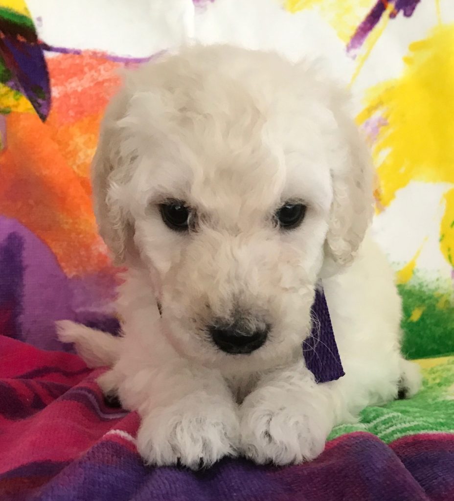 White Standard Poodle