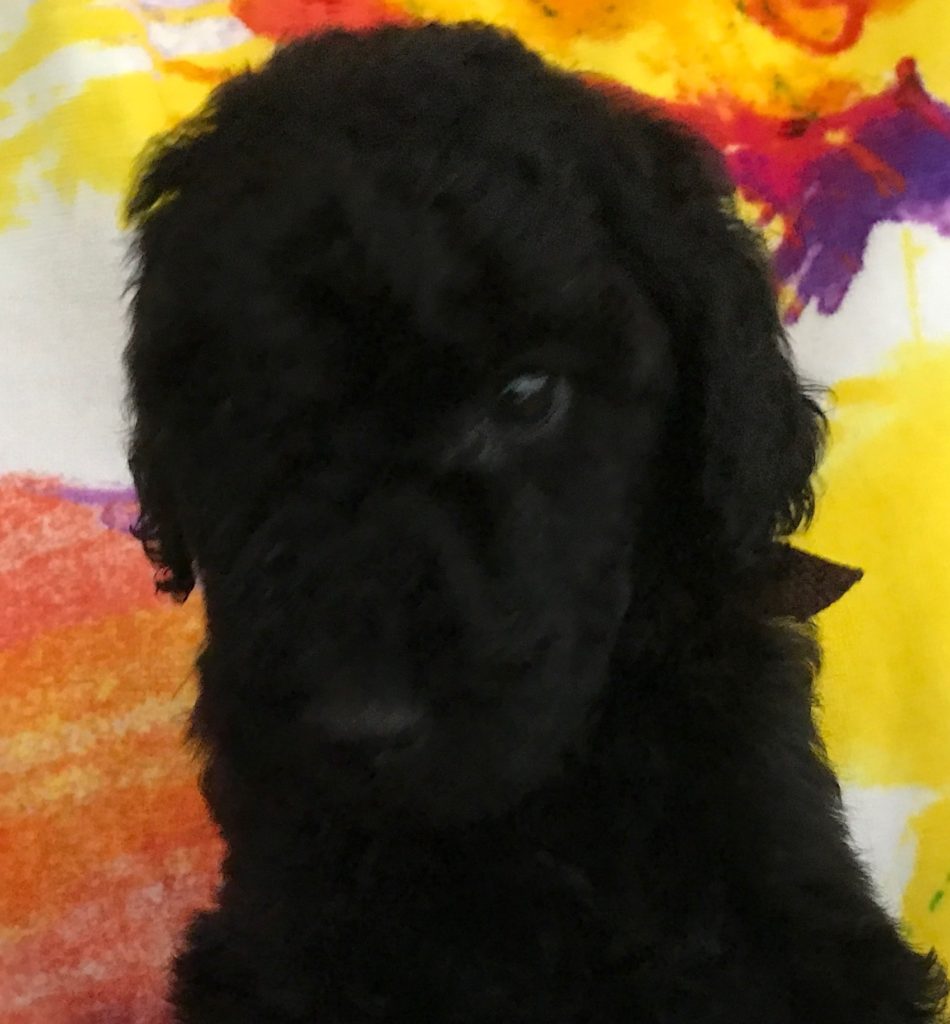 Black Standard Poodle