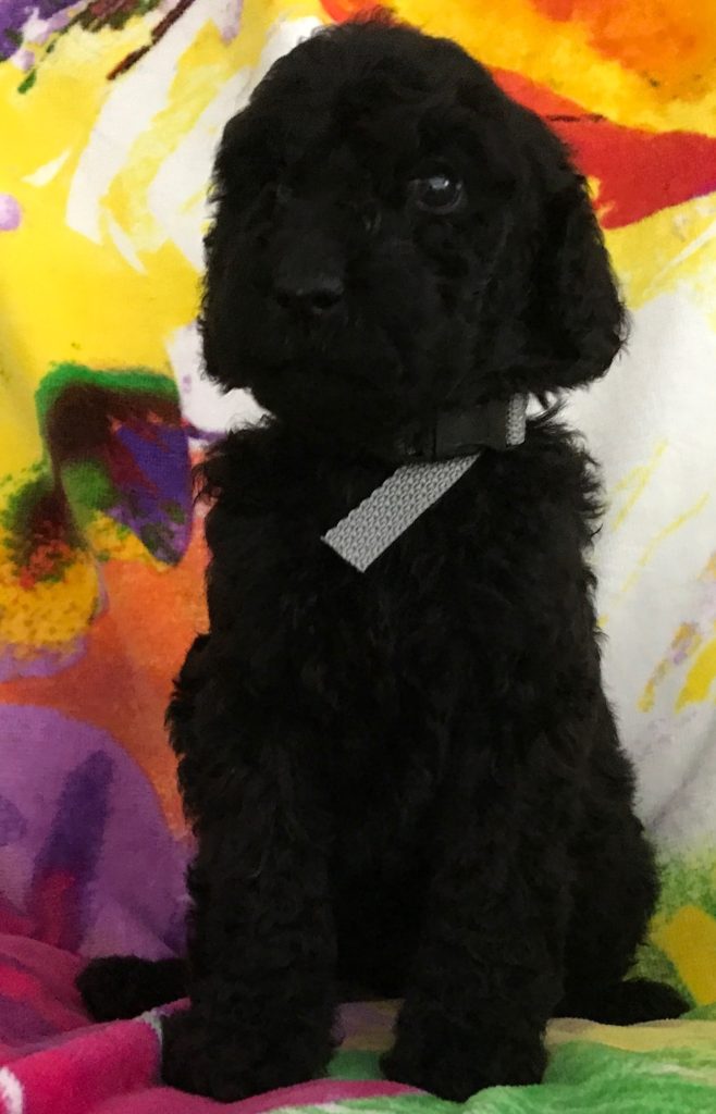 Black Standard Poodle