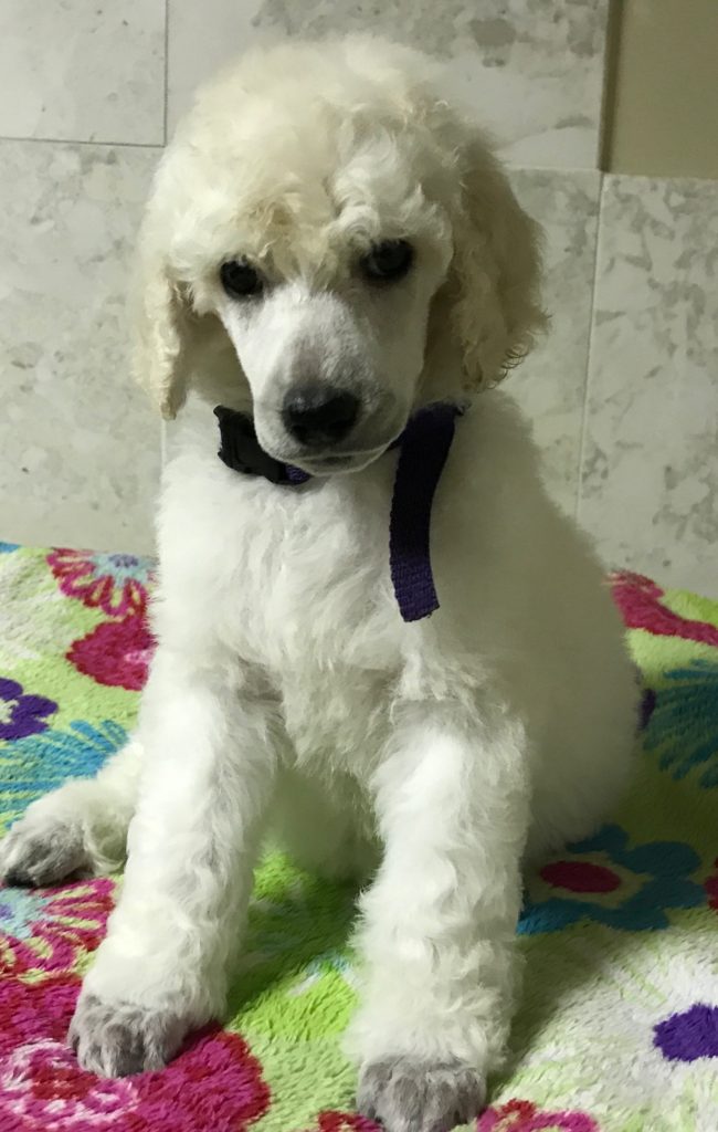 white standard poodle