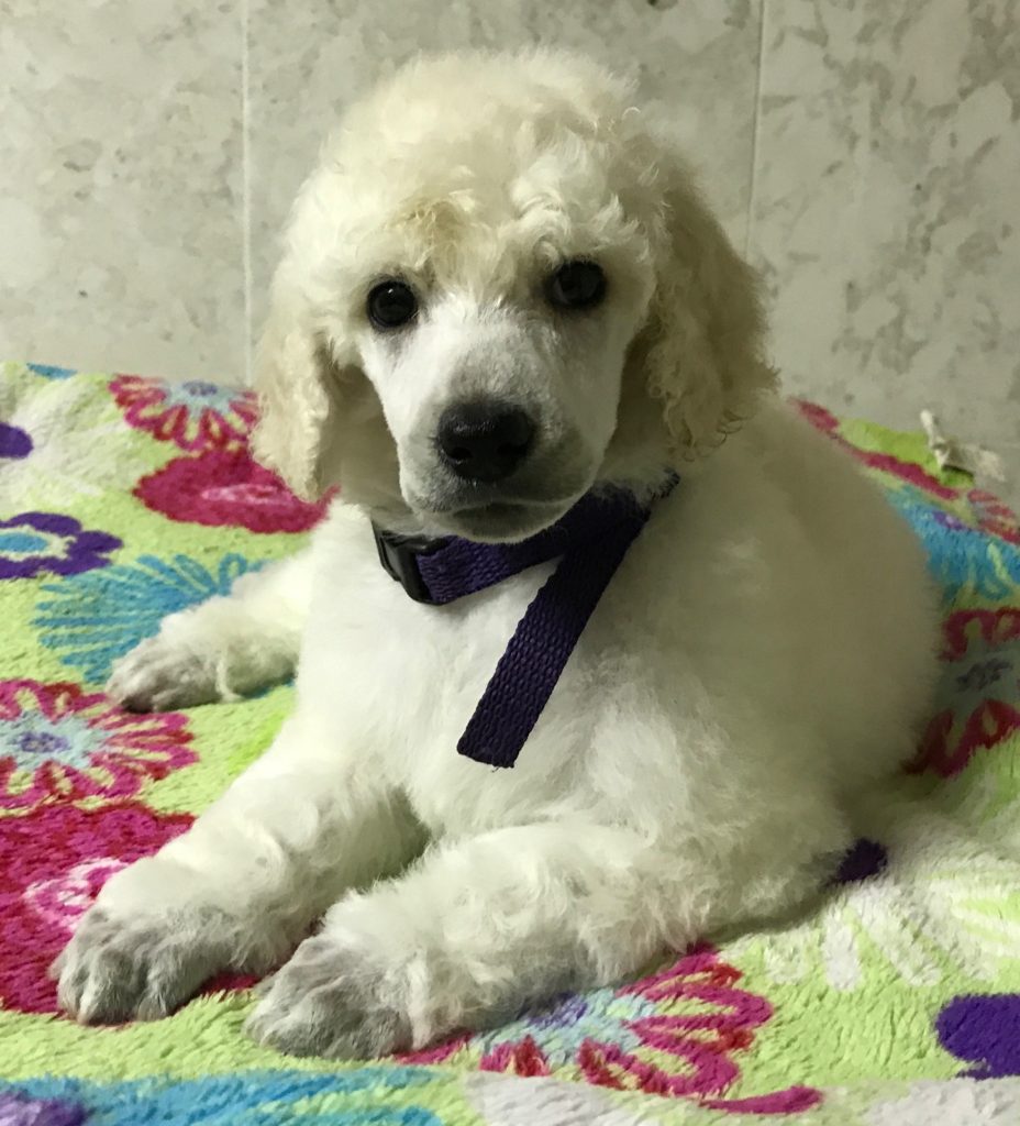 white standard poodle