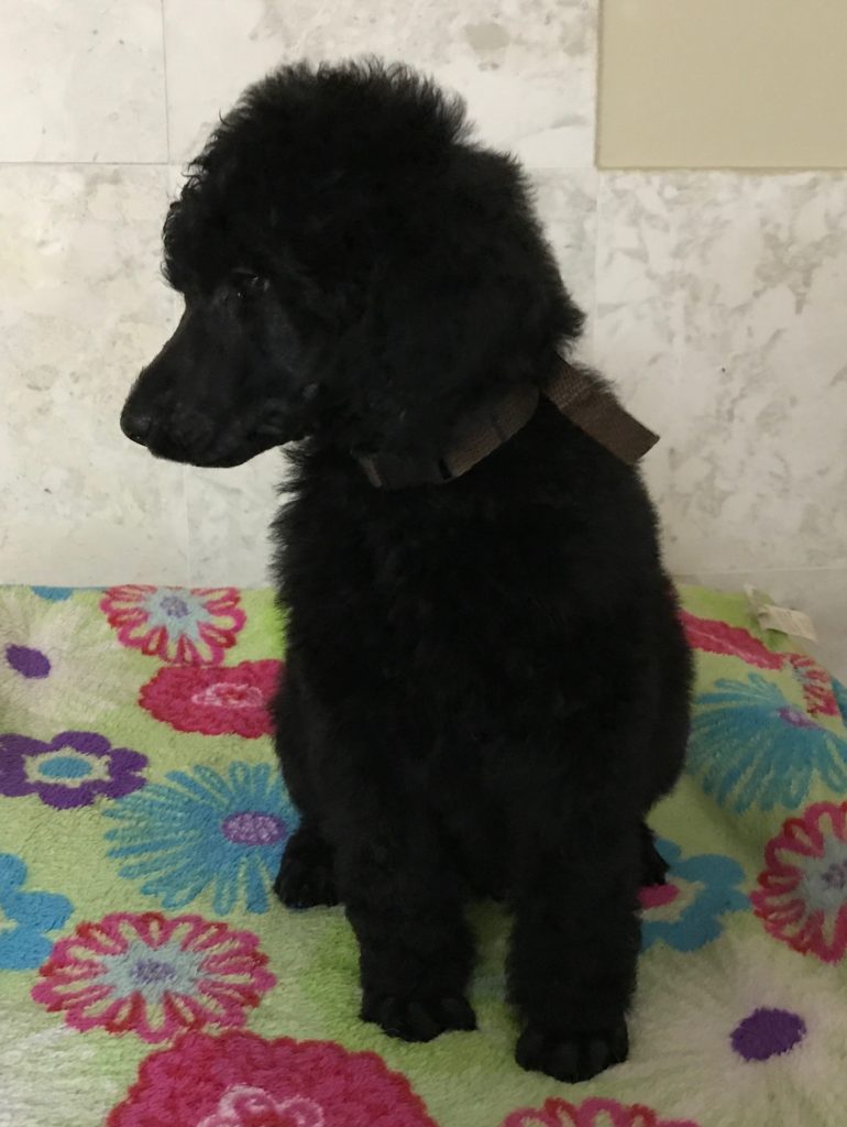black standard poodle