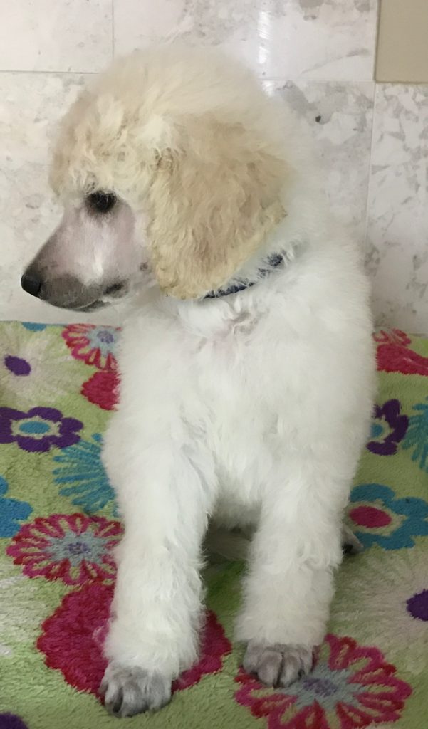 white standard poodle