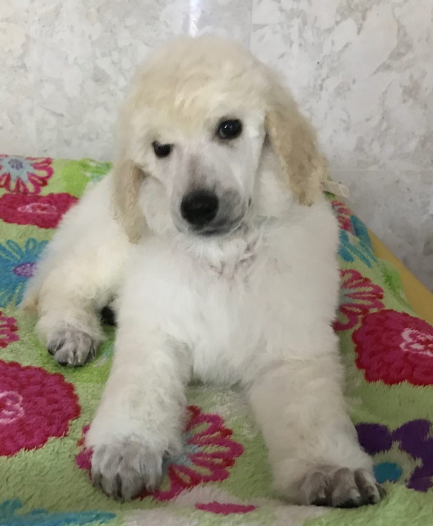 white standard poodle