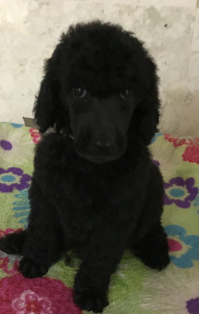 black standard poodle