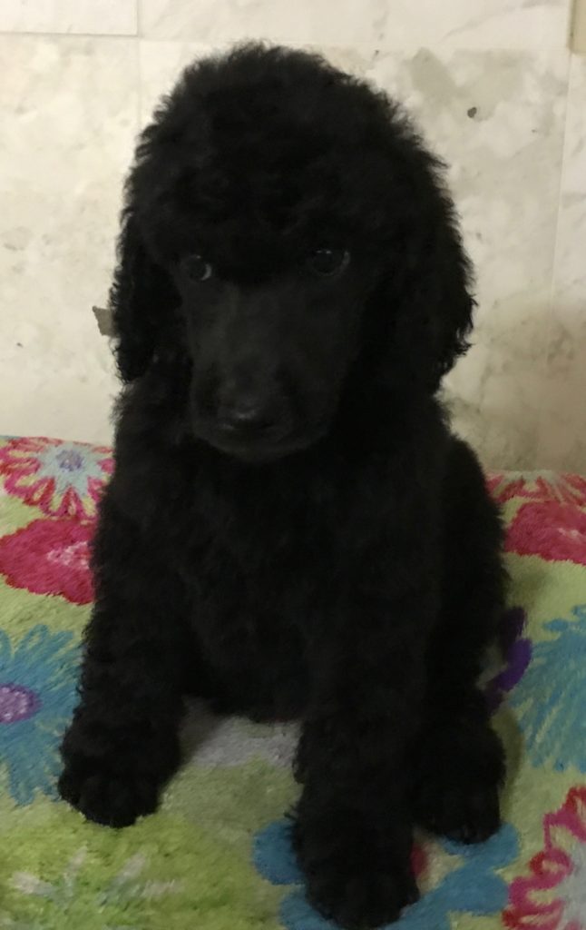 black standard poodle
