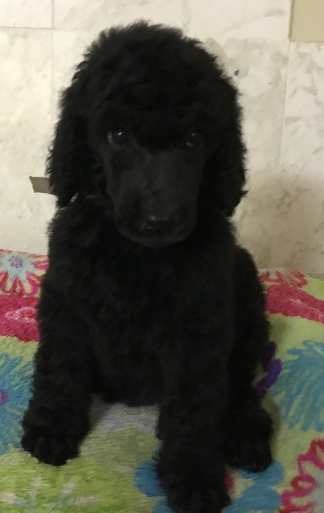 black standard poodle