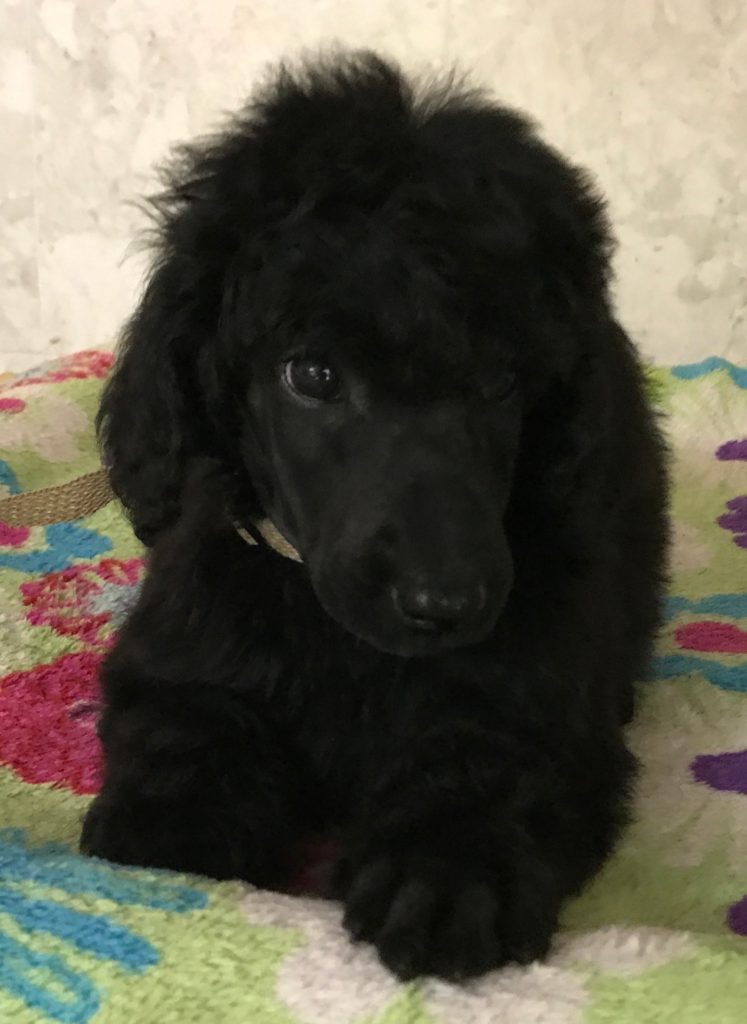 black standard poodle