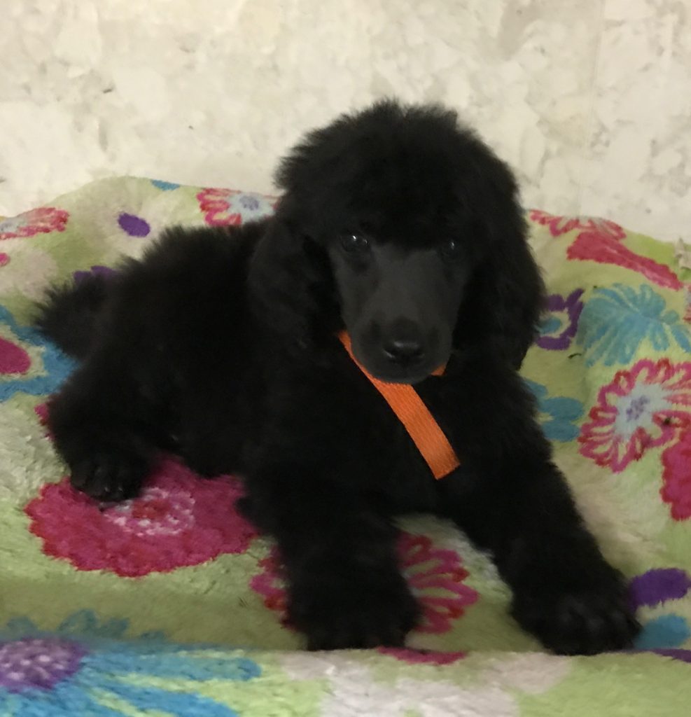 black standard poodle