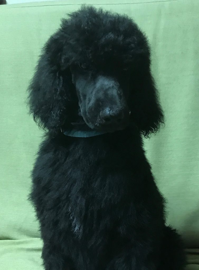 black standard poodle puppy