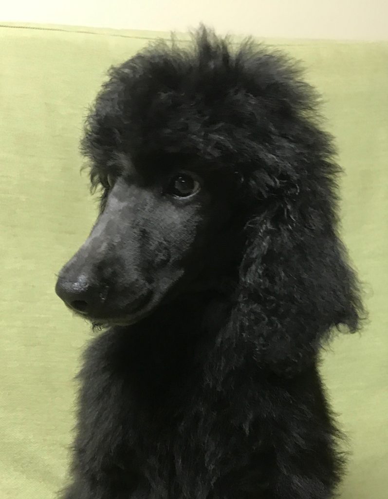 black standard poodle puppy