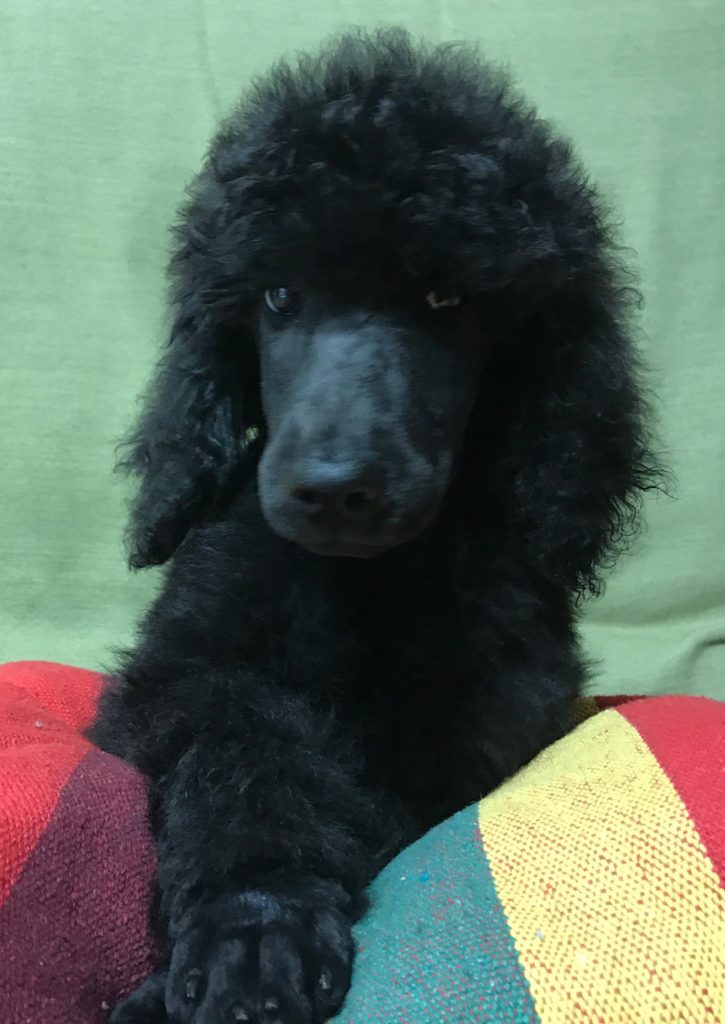 black standard poodle puppy