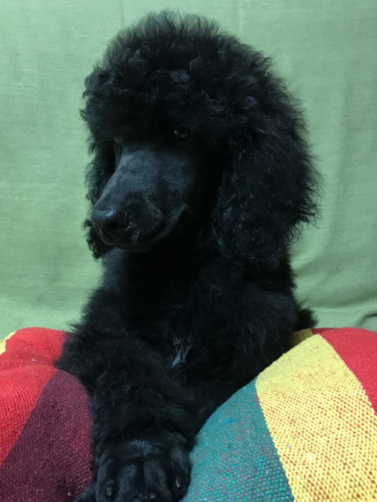 black standard poodle puppy