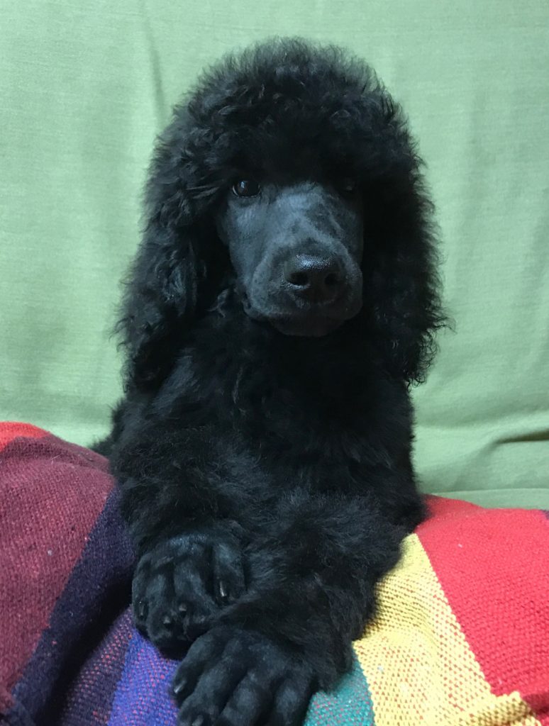 black standard poodle puppy