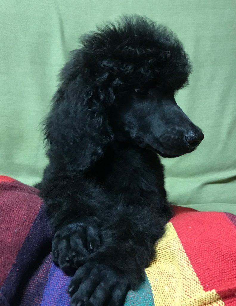 black standard poodle puppy