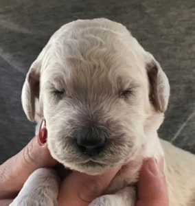 Sesame - White Standard Poodle