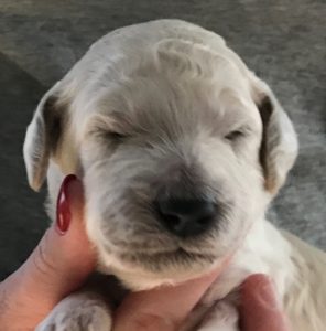 Parsley - White Standard Poodle