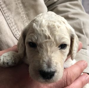 Thyme - White Standard Poodle