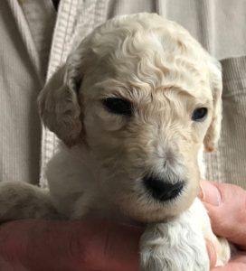 Coriander - White Standard Poodle Puppy