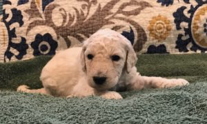 Thyme - White Standard Poodle