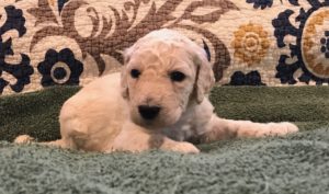 Thyme - White Standard Poodle