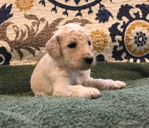 Ginger - White Standard Poodle