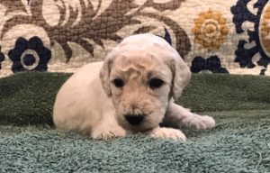 Sesame - White Standard Poodle