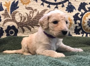 Poppy - White Standard Poodle