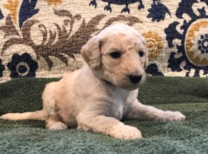 Poppy - White Standard Poodle