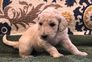 Rosemary - White Standard Poodle