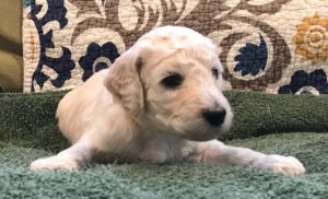 Parsley - White Standard Poodle