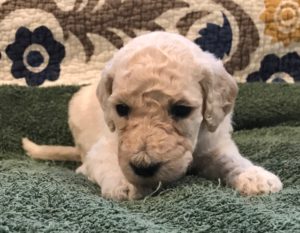 Coriander - White Standard Poodle Puppy