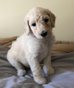 Poppy - White Standard Poodle