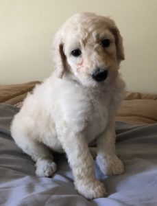 Poppy - White Standard Poodle