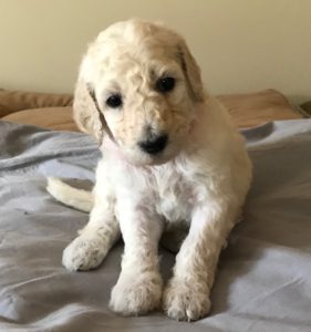 Ginger - White Standard Poodle