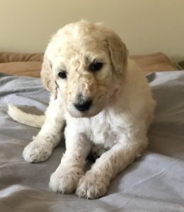 Ginger - White Standard Poodle